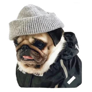 Стикер @stayadog stickers - 2