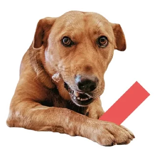 Стикер @stayadog stickers - 6