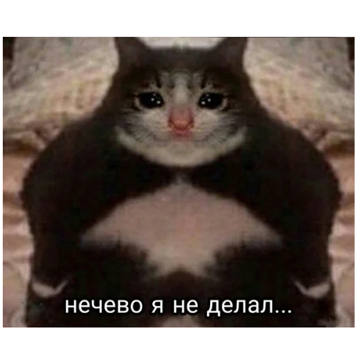 СМС животное млекопитающее