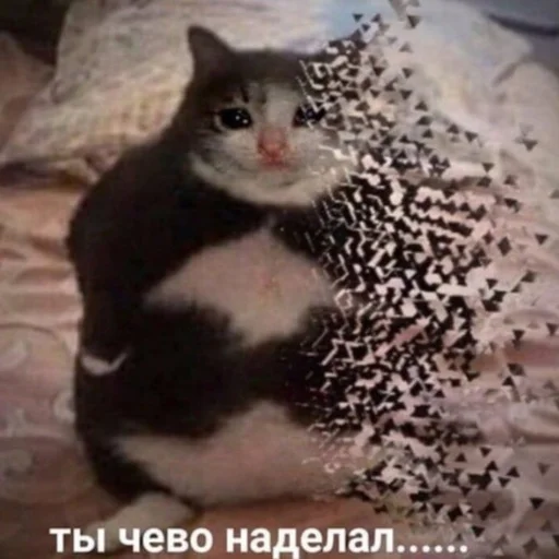 животное млекопитающее кошка