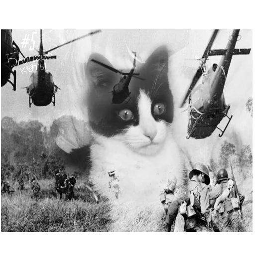 черно-белый кошка на открытом воздухе