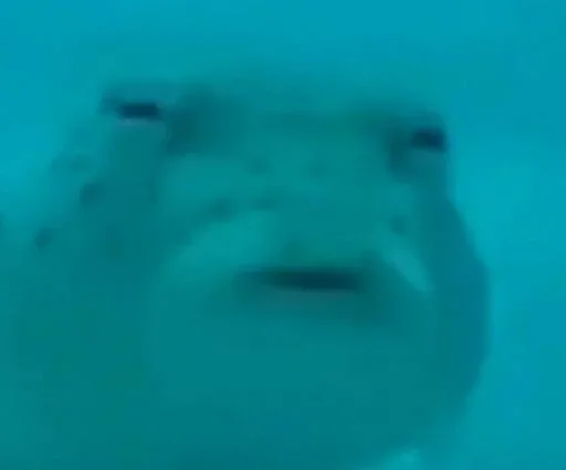 Вода плавание рыба