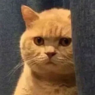 Sticker Котеки ฅ(•ㅅ•❀)ฅ - 5