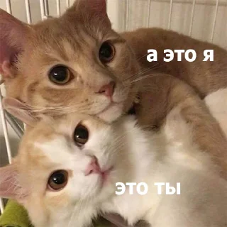 Sticker Котеки ฅ(•ㅅ•❀)ฅ - 10