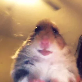 Sticker Котеки ฅ(•ㅅ•❀)ฅ - 11