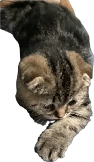 Стикер степан - 1