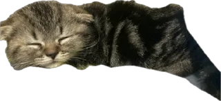 Стикер степан - 2