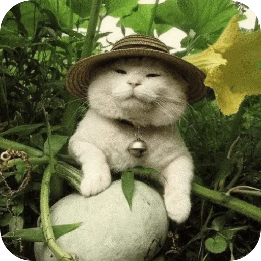 κ᧐ᴛᥙκᥙ @kitiisi @iloveekl - 