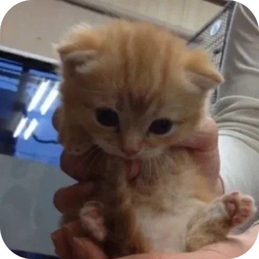 Sticker sti_29893_by_TgEmodziBot - 1