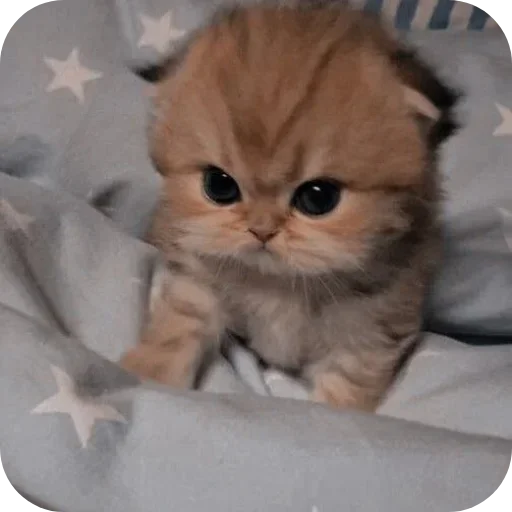 Sticker sti_29893_by_TgEmodziBot - 1