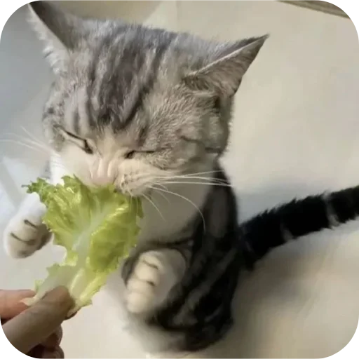 Sticker sti_29893_by_TgEmodziBot - 1