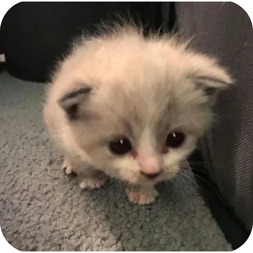 Sticker sti_29893_by_TgEmodziBot - 1