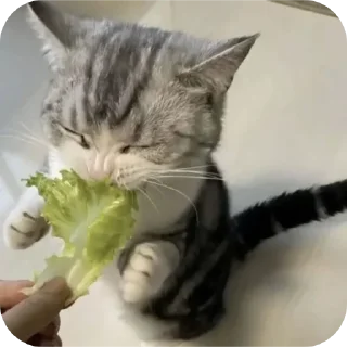 Стикер κ᧐ᴛᥙκᥙ @kitiisi @iloveekl - 4