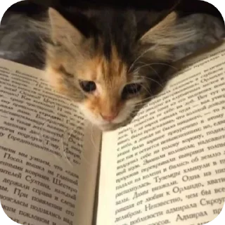 Стикер κ᧐ᴛᥙκᥙ @kitiisi @iloveekl - 5