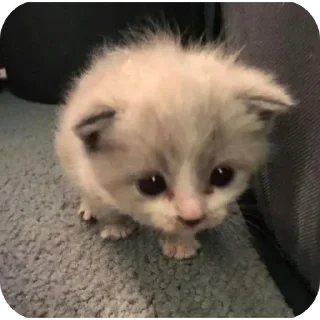 Стикер κ᧐ᴛᥙκᥙ @kitiisi @iloveekl - 3