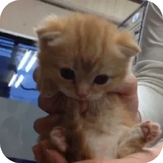 Стикер κ᧐ᴛᥙκᥙ @kitiisi @iloveekl - 9