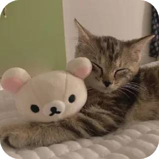 Стикер κ᧐ᴛᥙκᥙ @kitiisi @iloveekl - 10