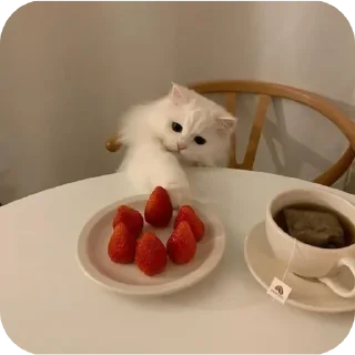 Стикер κ᧐ᴛᥙκᥙ @kitiisi @iloveekl - 2