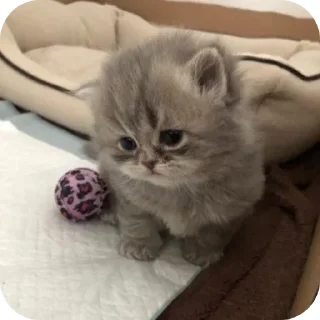 Стикер κ᧐ᴛᥙκᥙ @kitiisi @iloveekl - 1