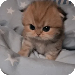 Стикер κ᧐ᴛᥙκᥙ @kitiisi @iloveekl - 8