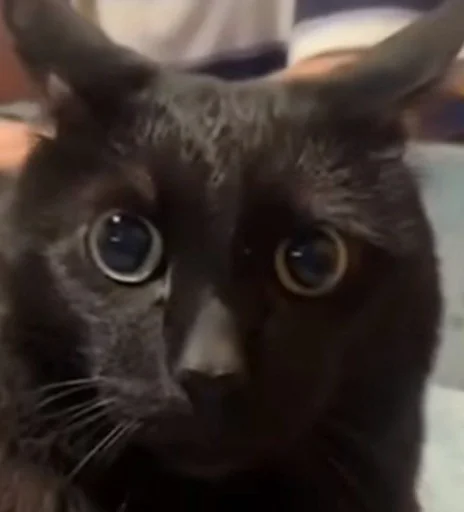 Sticker sti_f9d33_by_TgEmodziBot - 1