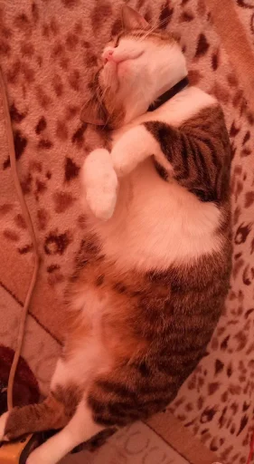 Sticker sti_f9d33_by_TgEmodziBot - 1