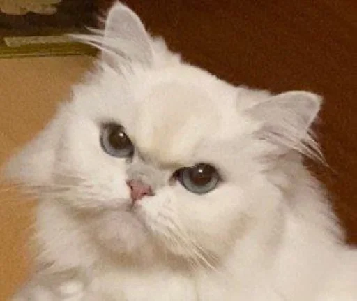 Sticker sti_f9d33_by_TgEmodziBot - 1