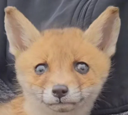 Sticker sti_f9d33_by_TgEmodziBot - 1