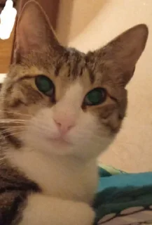 Стикер База @TgEmodziBot - 1