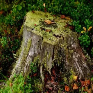 Стикер Пни 🪵
@behindbars222 @MoiStikiBot - 10