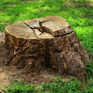 Стикер Пни 🪵
@behindbars222 @MoiStikiBot - 5