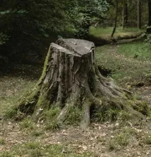 Стикер Пни 🪵
@behindbars222 @MoiStikiBot - 11