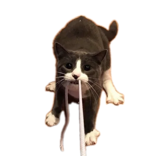 Sticker stickHUB18_34 - 1