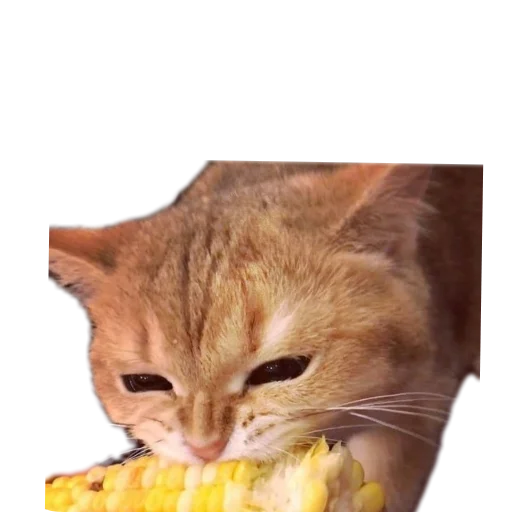 Sticker stickHUB18_34 - 1