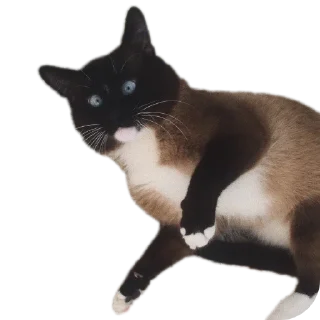 Sticker Какульки) • @StickBook18 - 2