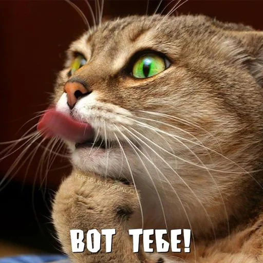 Sticker СИГАРНЫЙ КЛУБЪ 86 - 10