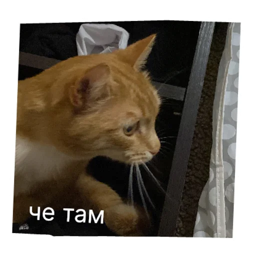 кот в бетоне  | via sticked.app - 