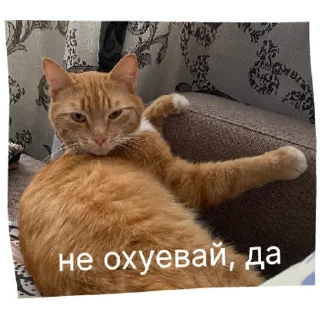 Sticker кот в бетоне  | via sticked.app - 10
