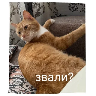 Sticker кот в бетоне  | via sticked.app - 9