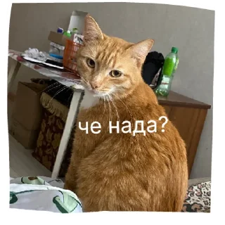 Sticker кот в бетоне  | via sticked.app - 11