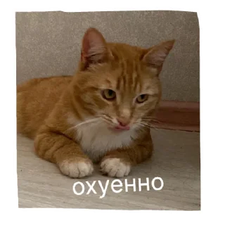 Sticker кот в бетоне  | via sticked.app - 4