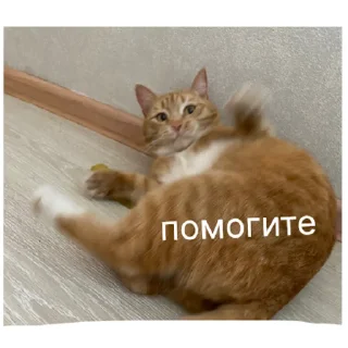 Sticker кот в бетоне  | via sticked.app - 2
