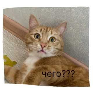 Sticker кот в бетоне  | via sticked.app - 1