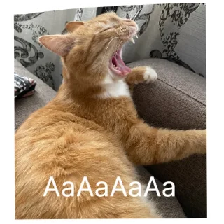 Sticker кот в бетоне  | via sticked.app - 7