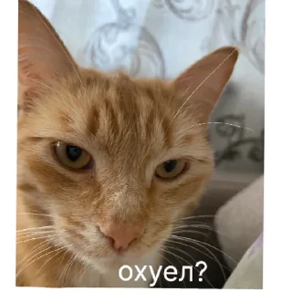 Sticker кот в бетоне  | via sticked.app - 0