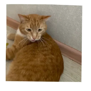 Sticker кот в бетоне  | via sticked.app - 6