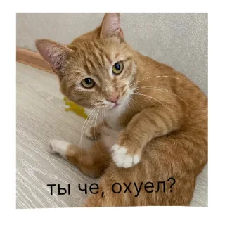 Sticker кот в бетоне  | via sticked.app - 3