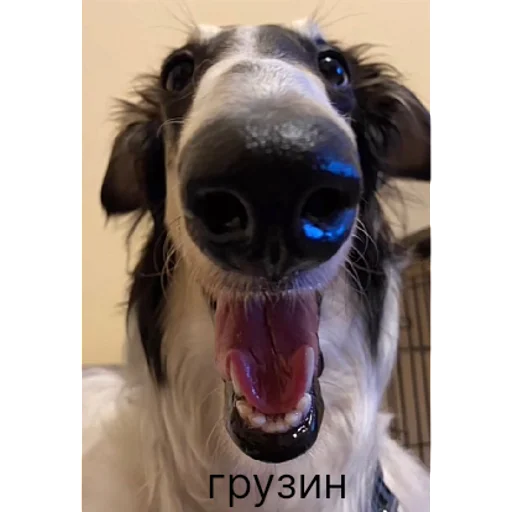 Sticker хуй | via sticked.app - 3