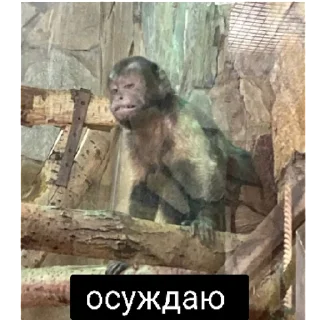 Sticker Наташкус  | via sticked.app - 7