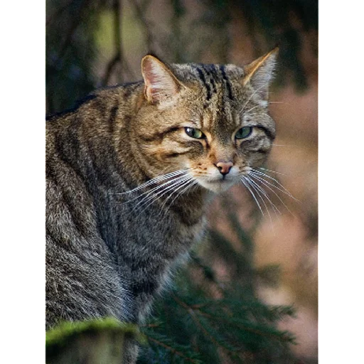 Sticker sticked_1323550814_1_by_StickedApp_bot - 1